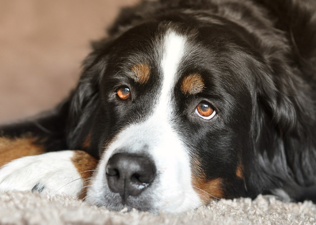 #27. Bernese mountain dog (tie)